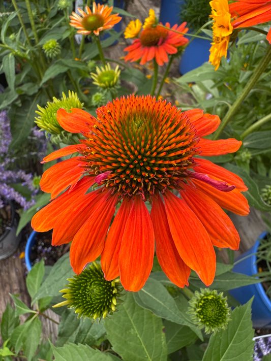 Echinacea 'Sombrero Adobe Orange' 1gal