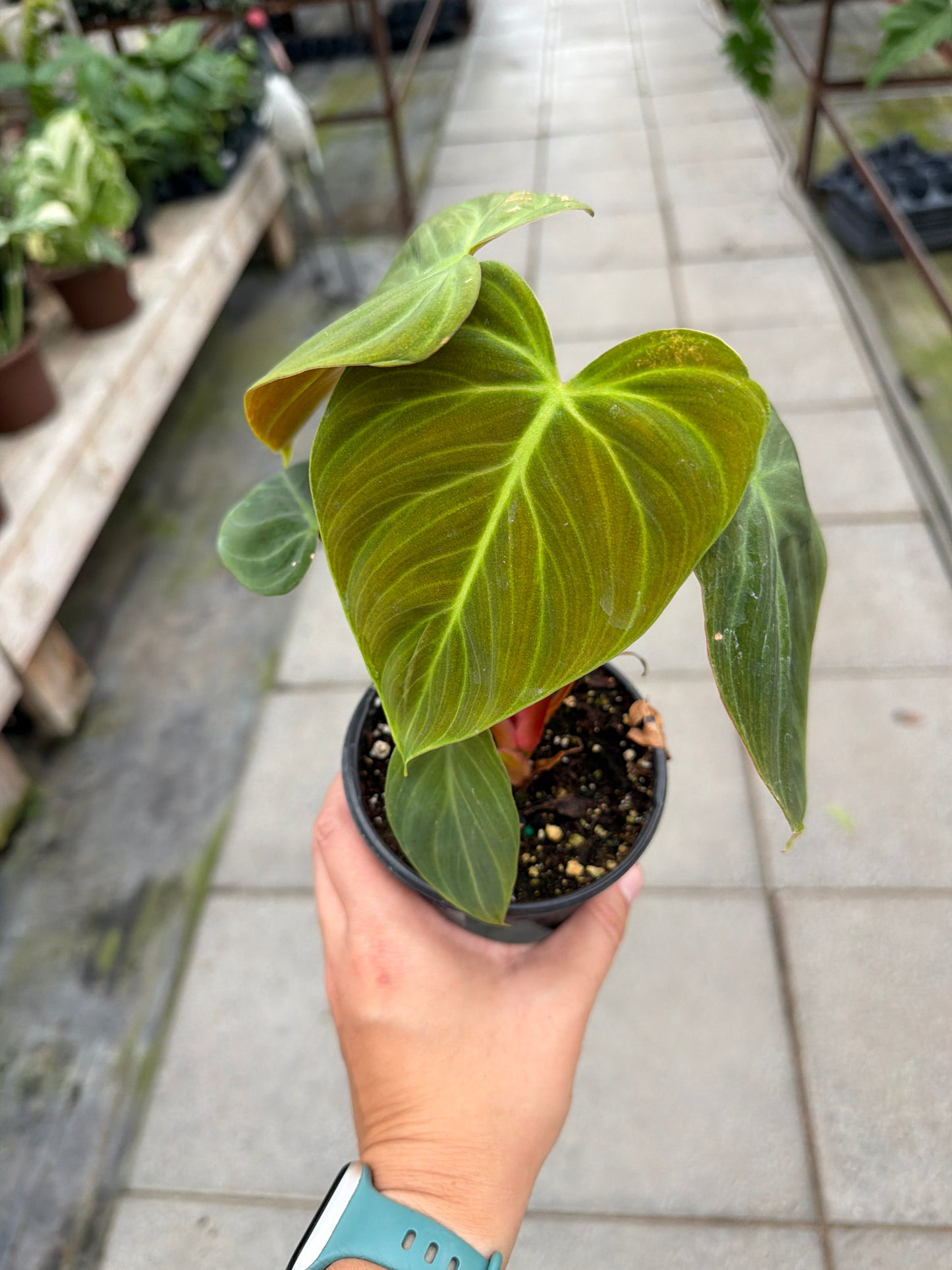 4" Philodendron El Choco Red