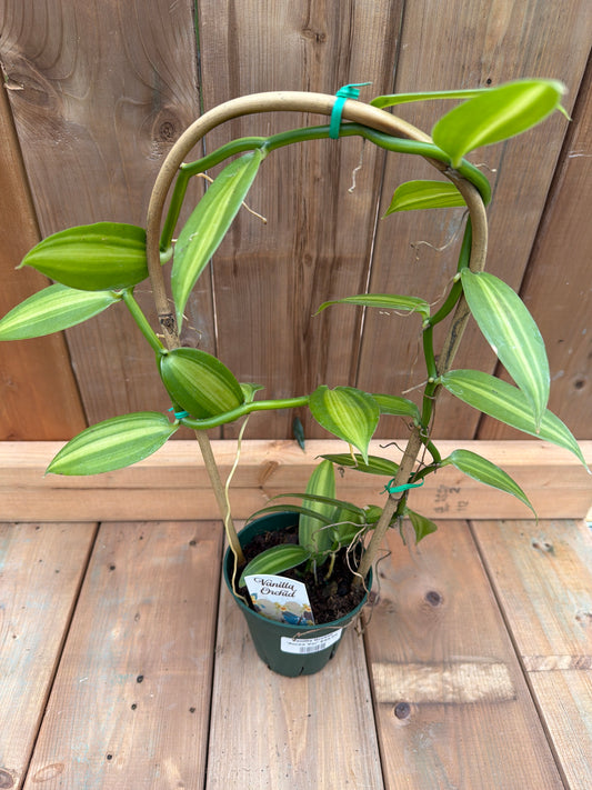 5" Vanilla Orchid 'Aurea Variegated'