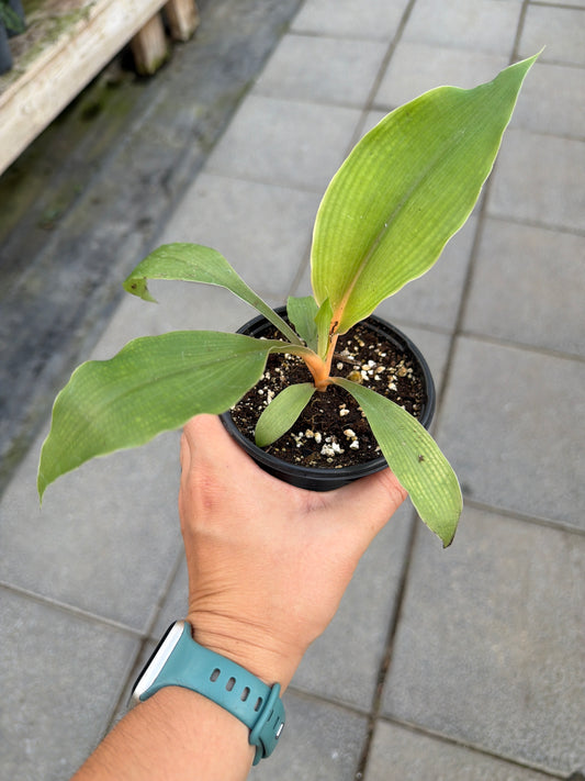 4" Chlorophytum Mandarin Orange