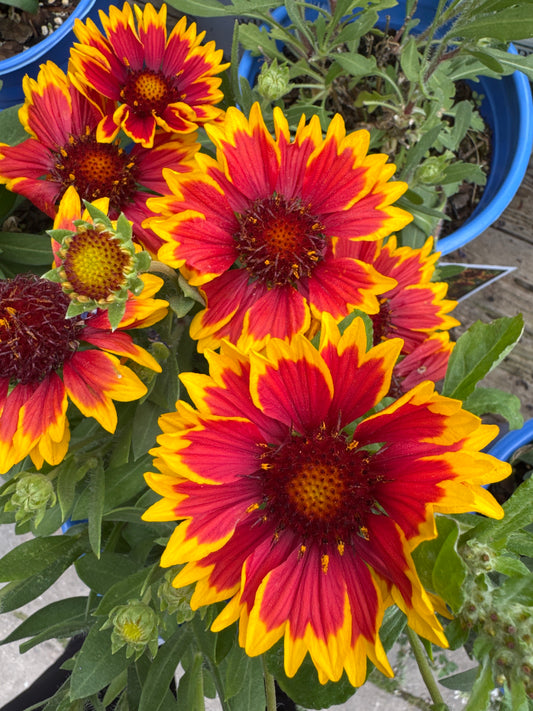 Gaillardia aristata SPINTOP ORANGE HALO 1gal
