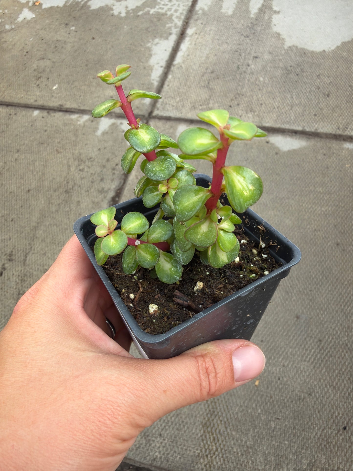2.5" Portulacaria afra 'Mediopicta'