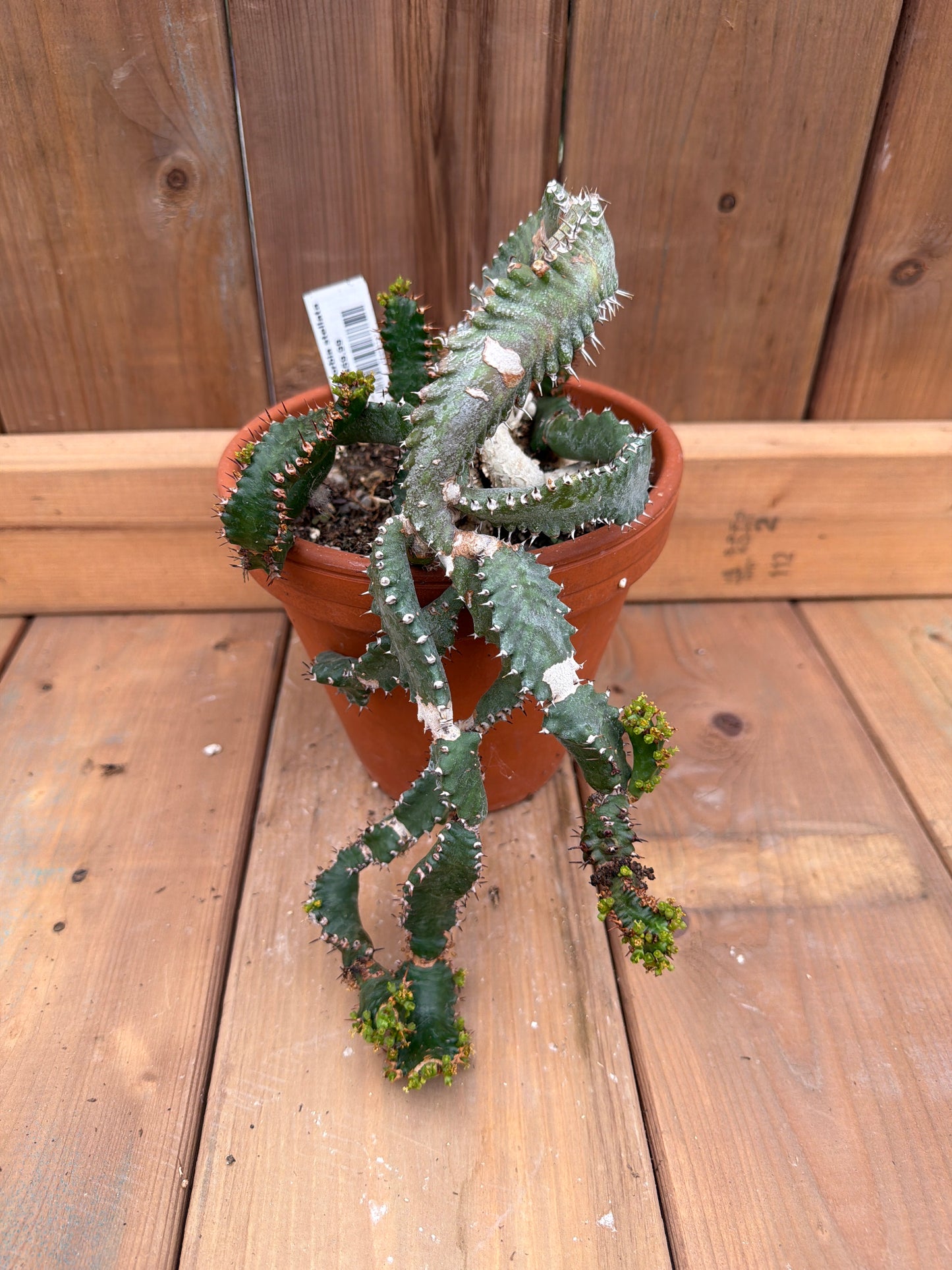 6" Euphorbia stellata