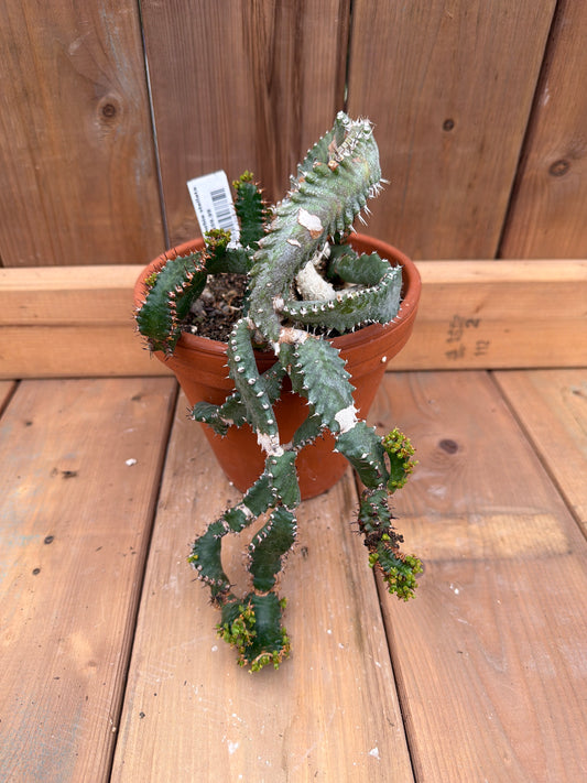 6" Euphorbia stellata