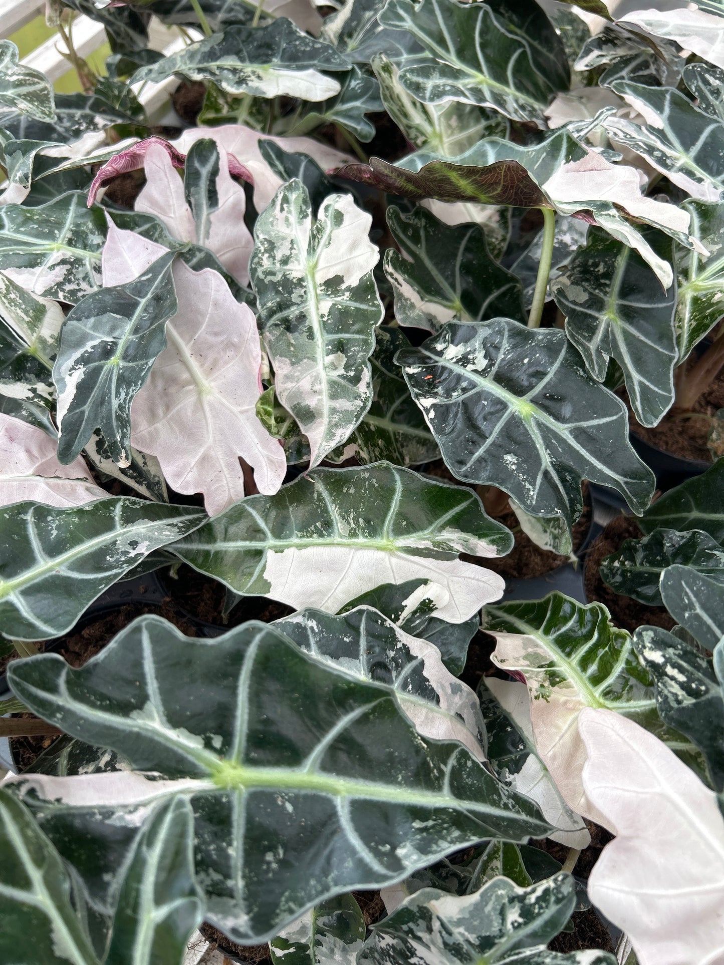 4" Alocasia Pink Polly Var