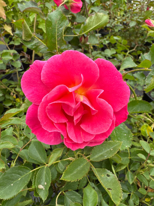 Rose 'Aurora Borealis' 49th Parallel Collection