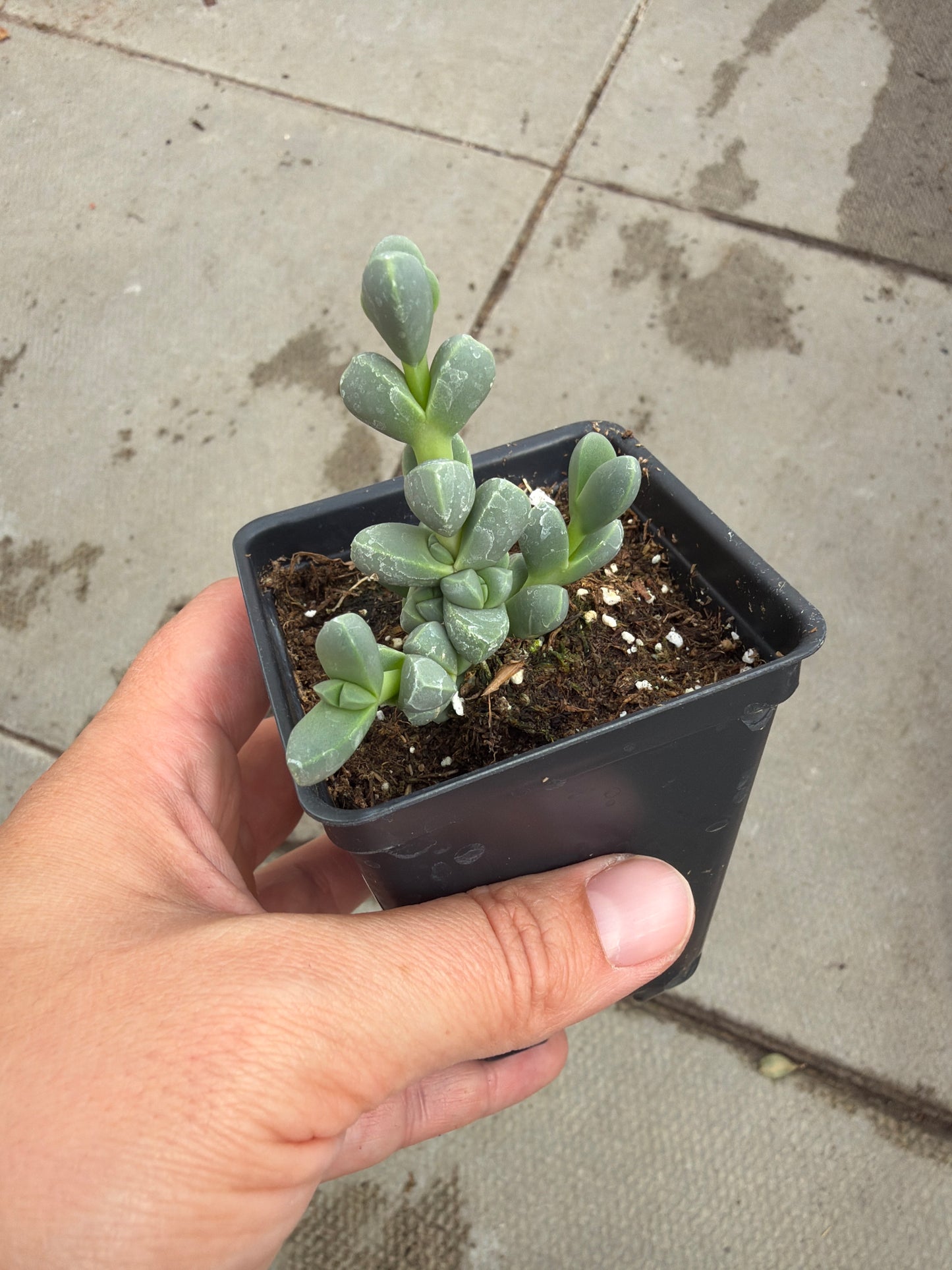 2.5" Delosperma lehmanii