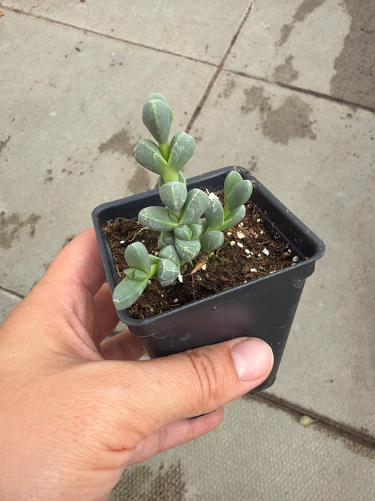 2.5" Delosperma lehmanii