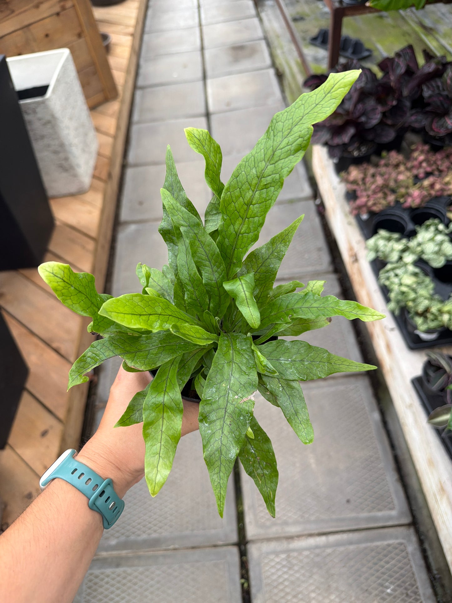 4" Crocodile Fern