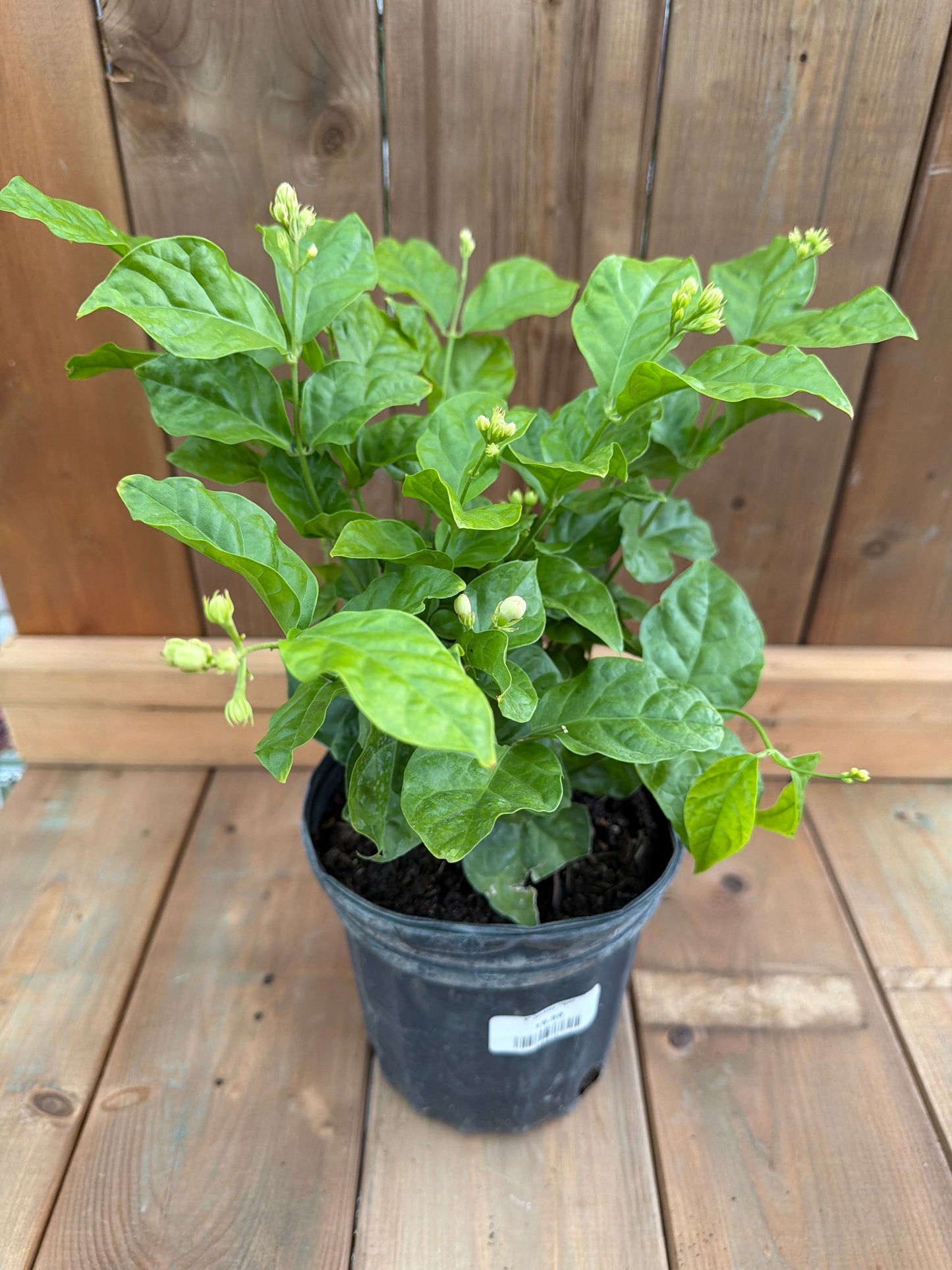 6" Jasmine (1gal)