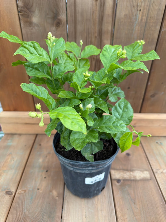 6" Jasmine (1gal)