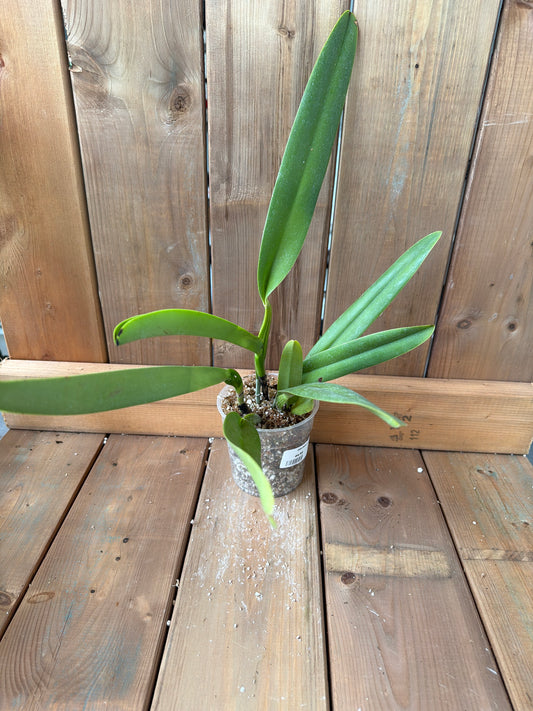 4.5" Cattleya Marilyn Lew