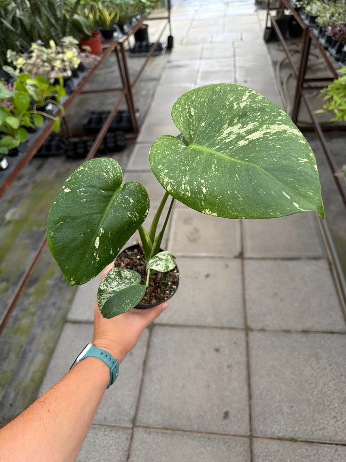 4" Monstera White Monster