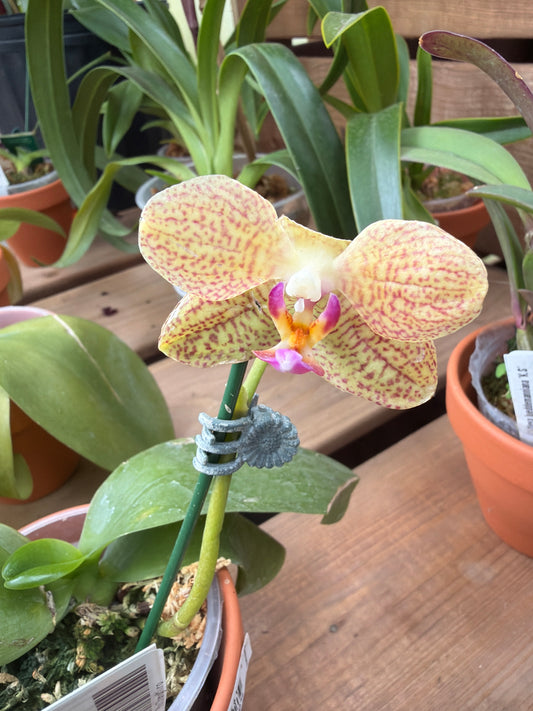3" Phal Chang Xiang Golden Star x Phal Miro Three Sun