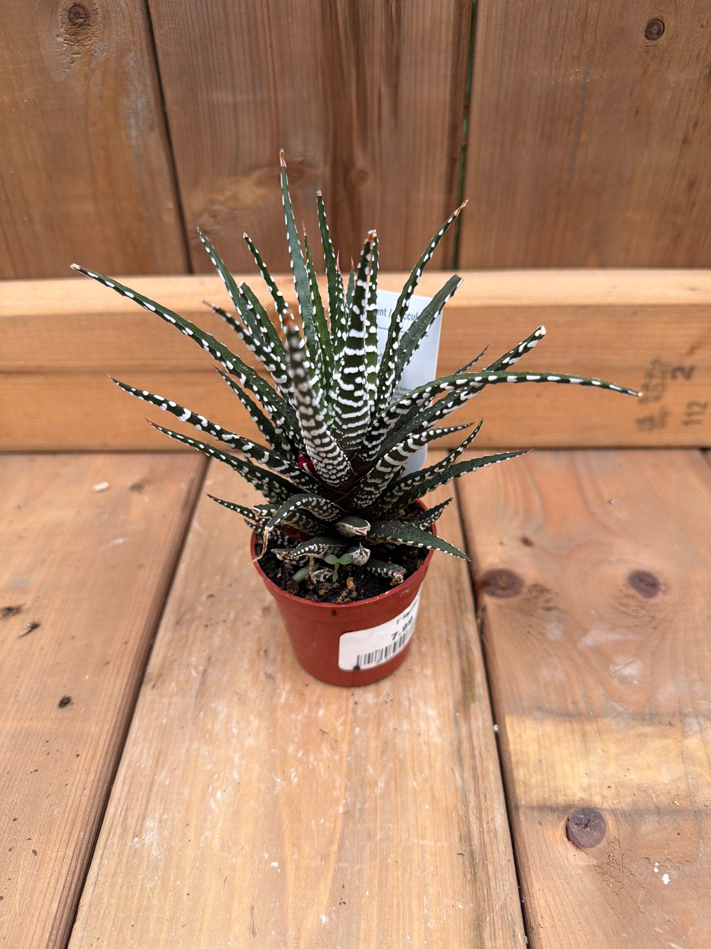 3" Haworthia Zebra