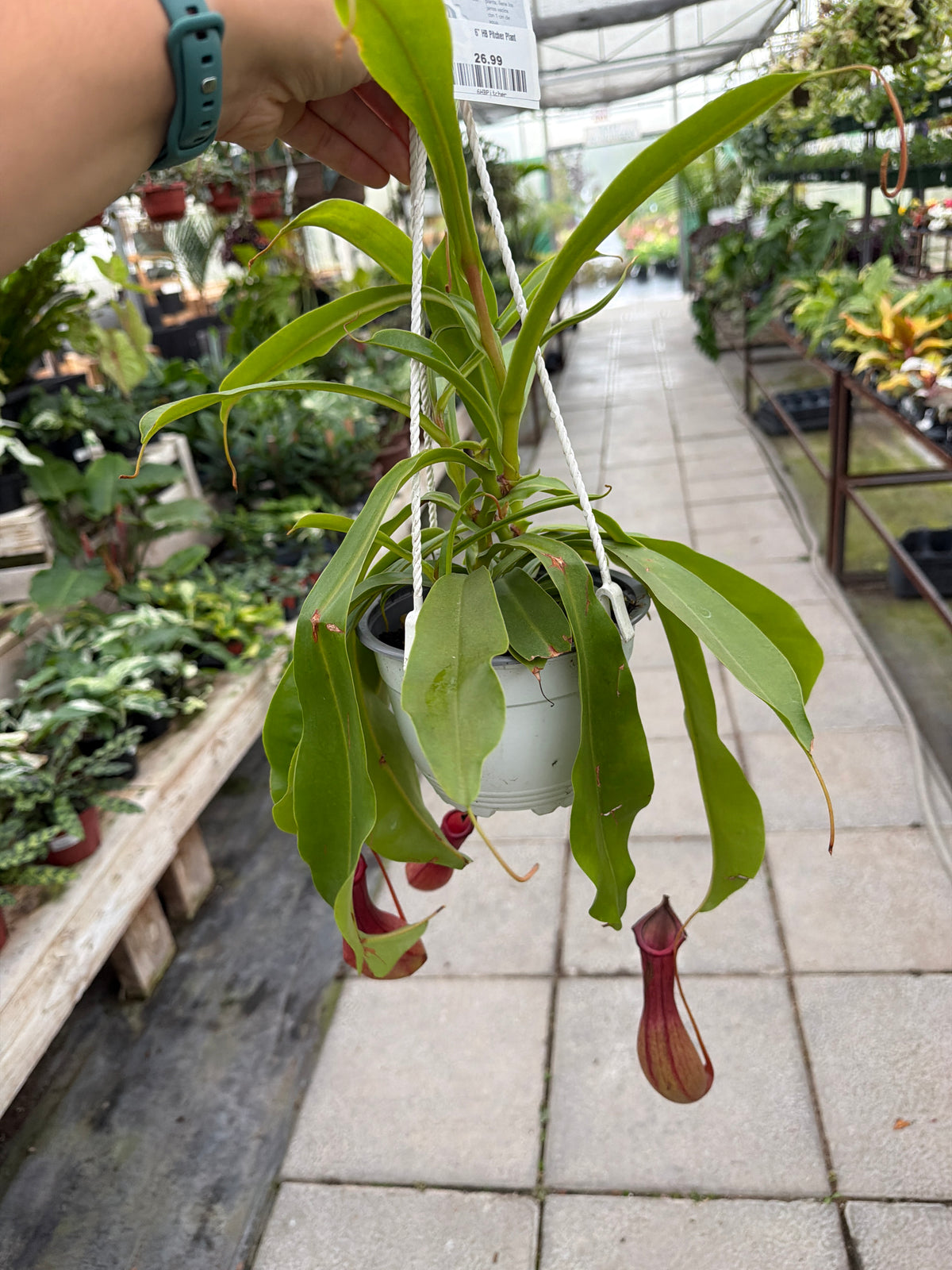 6" HB Pitcher Plant