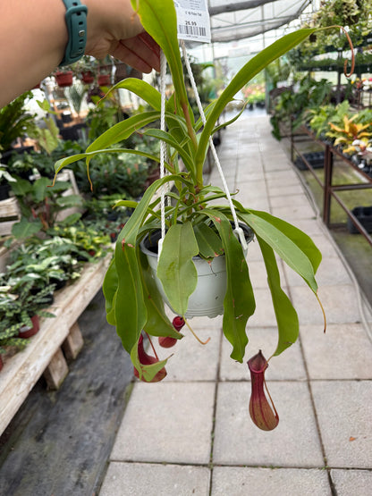 6" HB Pitcher Plant