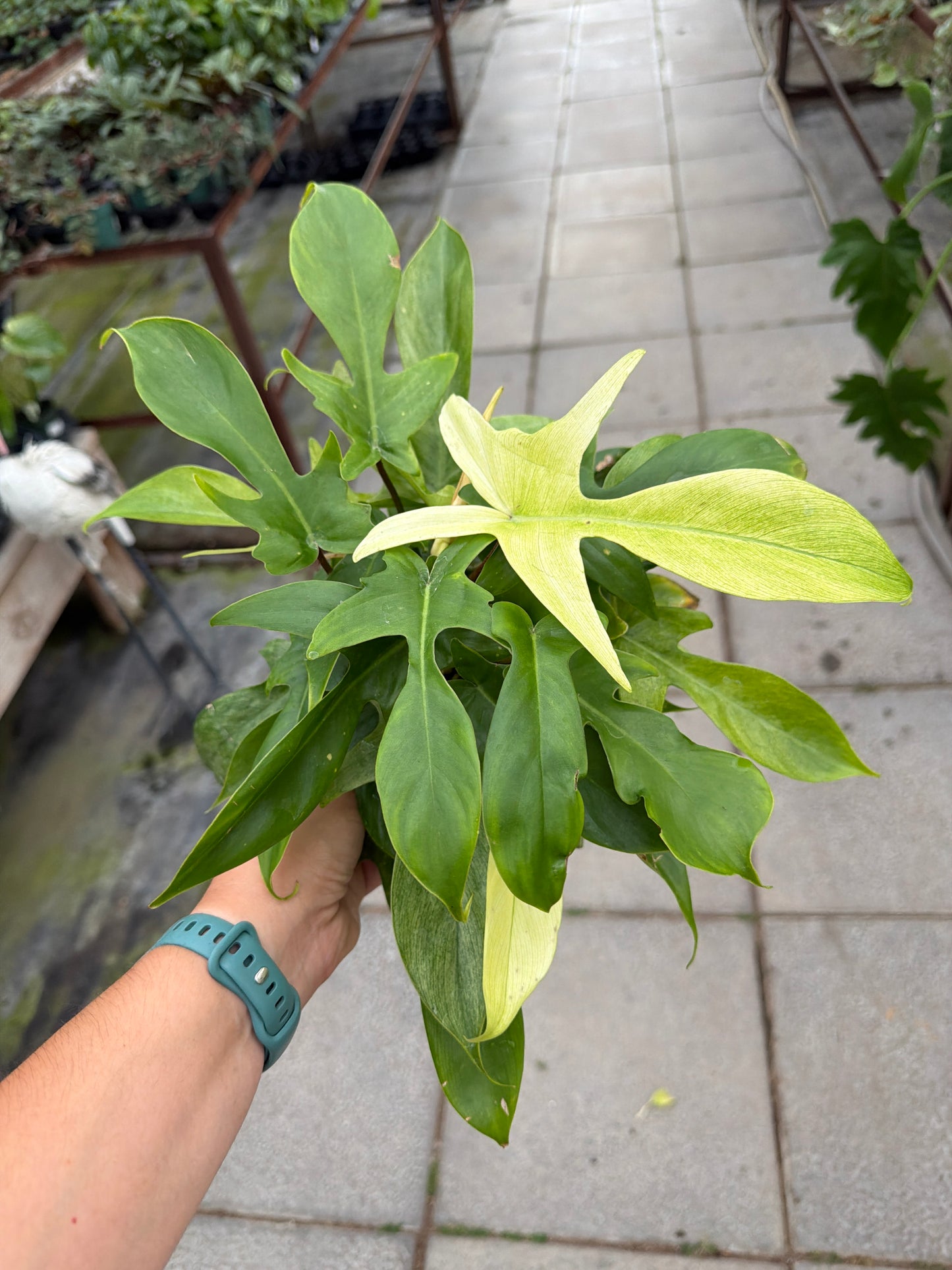 6" Philodendron Florida Ghost