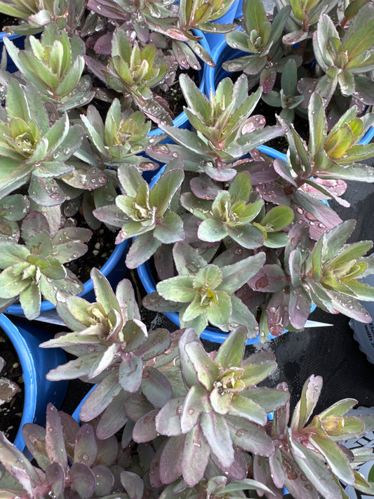 Sedum t. MARINA 1gal