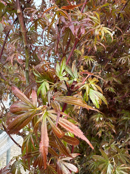 Japanese Maple ‘Shaina’