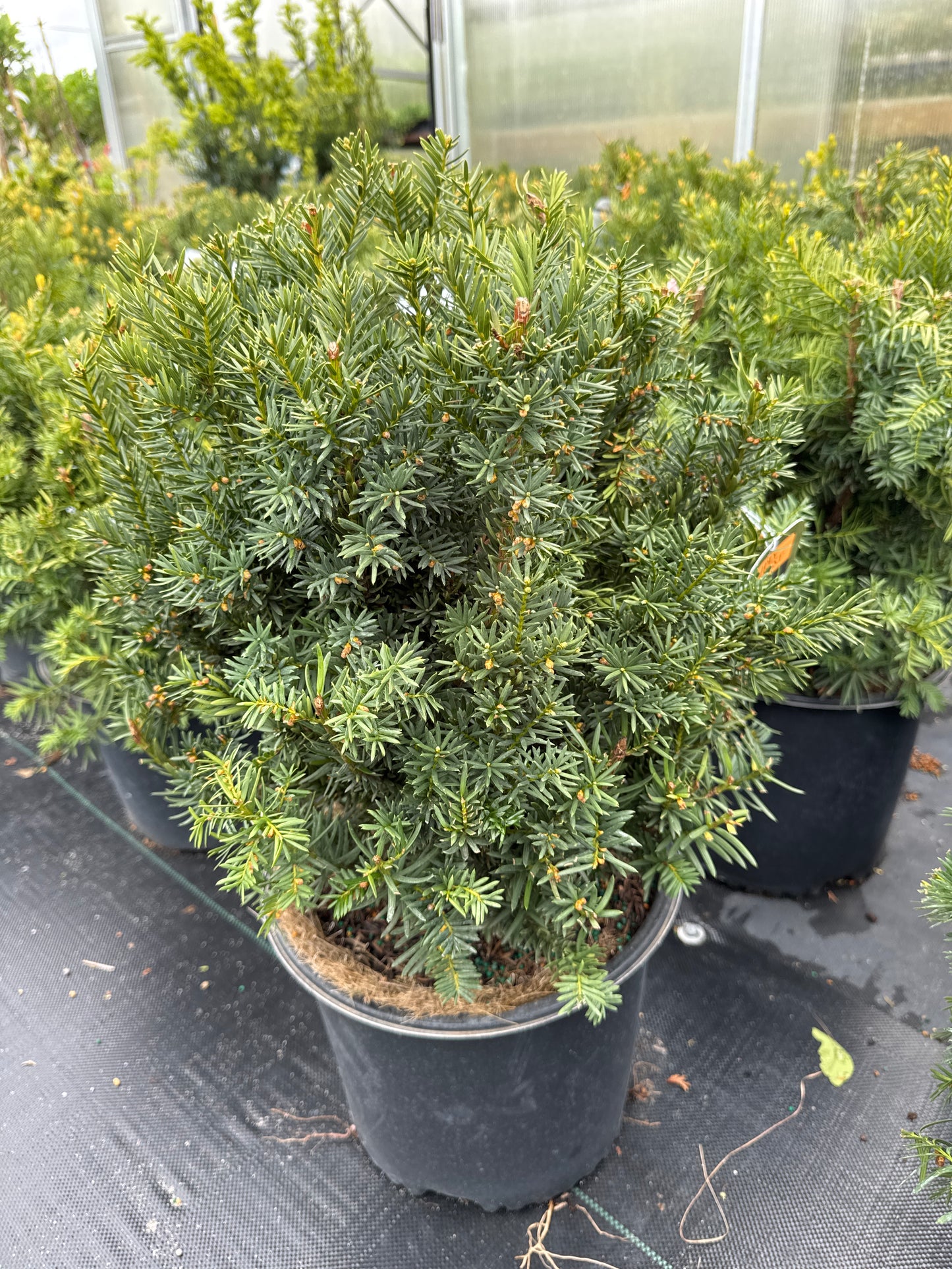 Fairview Yew 3 gal