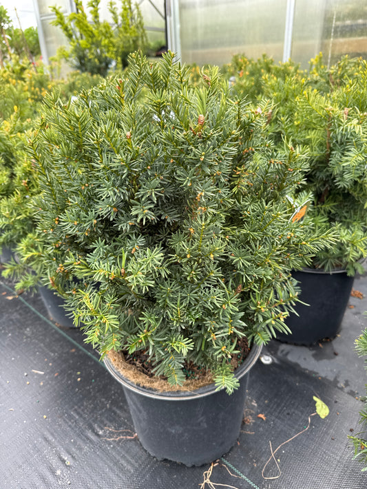 Fairview Yew 3 gal