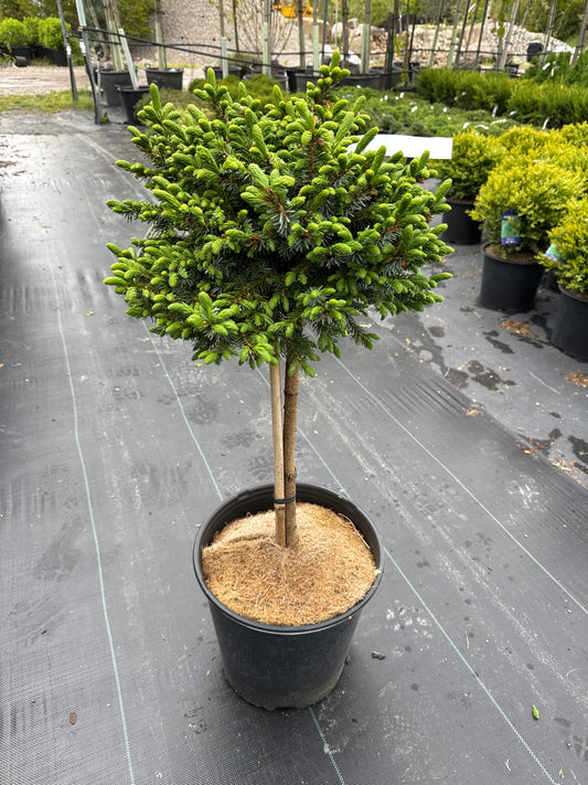 DWARF SERBIAN SPRUCE STANDARD 5G