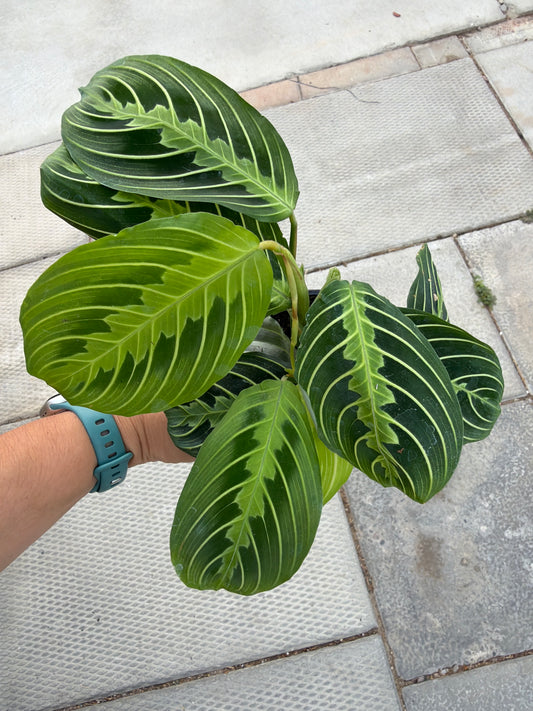 4" Maranta Lemon