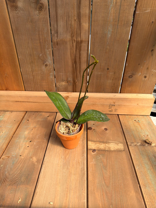 3" Phalaenopsis stuartiana punctatissima (Larkin Valley x CDC#2)