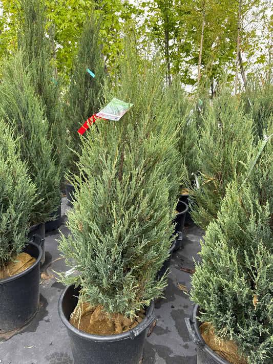 Blue Arrow Juniper 10gal 3’
