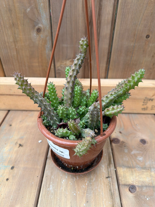 4" HB Stapelia