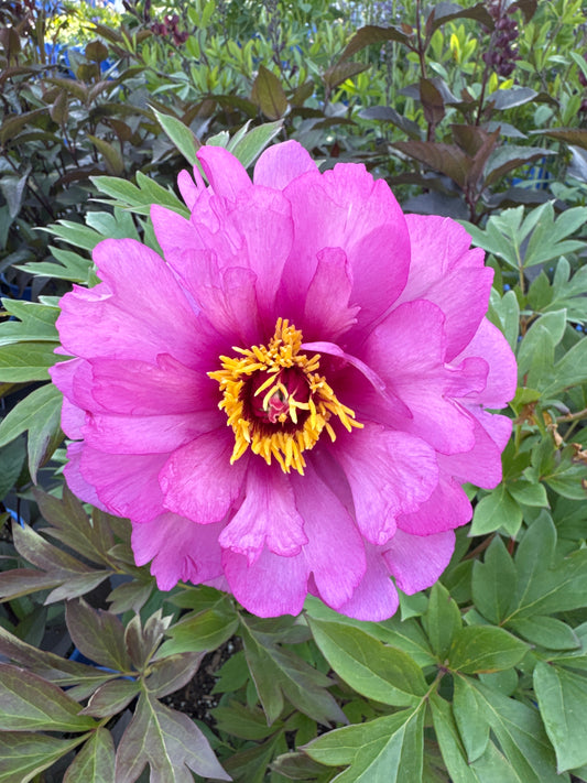 Paeonia FIRST ARRIVAL 3gal