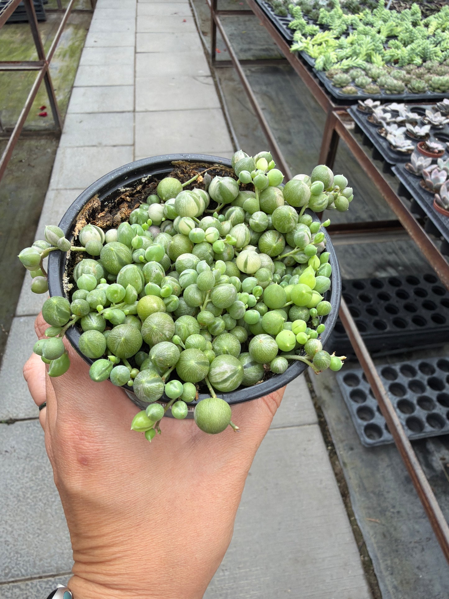 4" String of Marbles