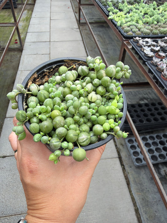 4" String of Marbles