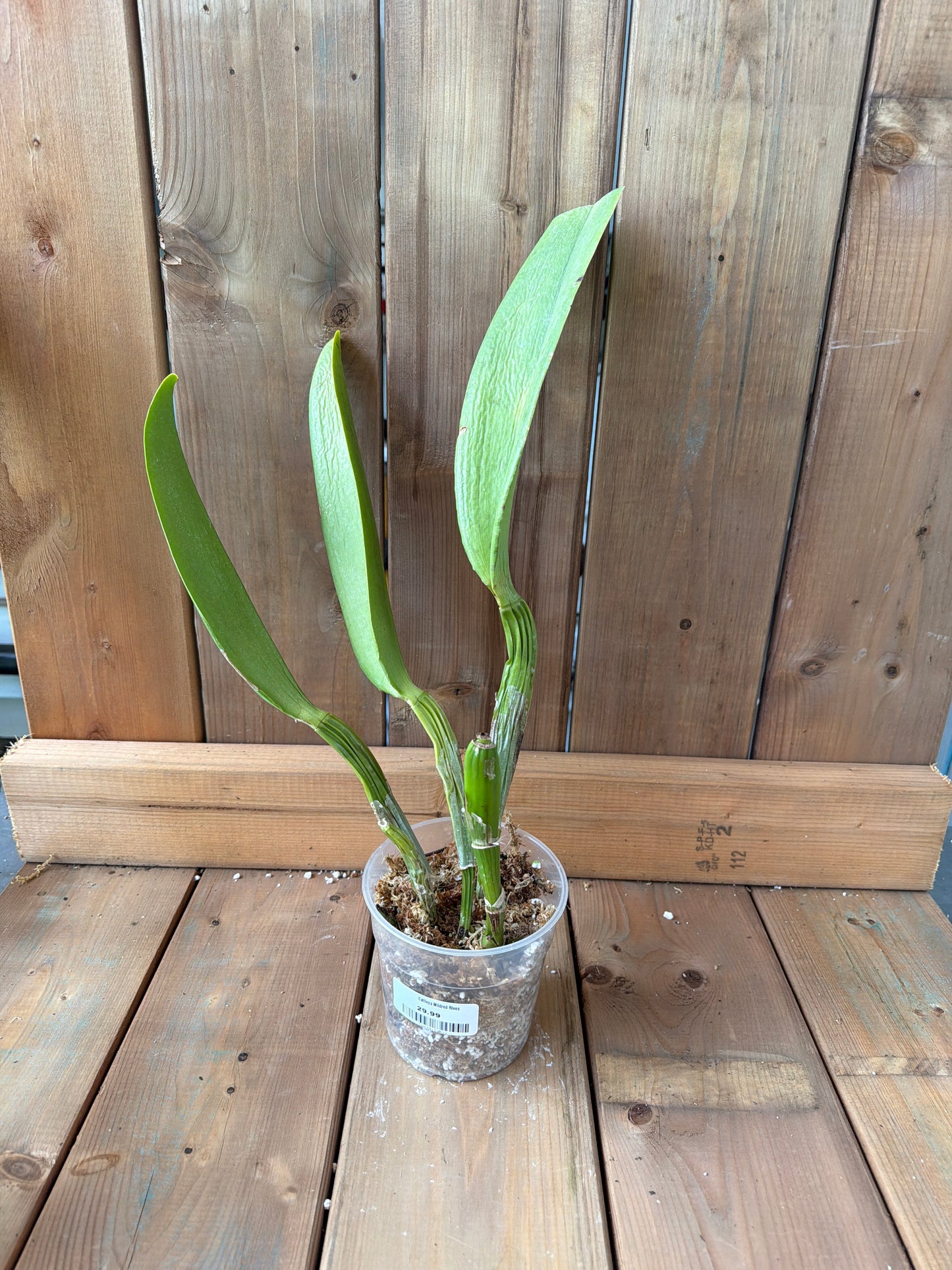 4.5" Cattleya Mildred Rives