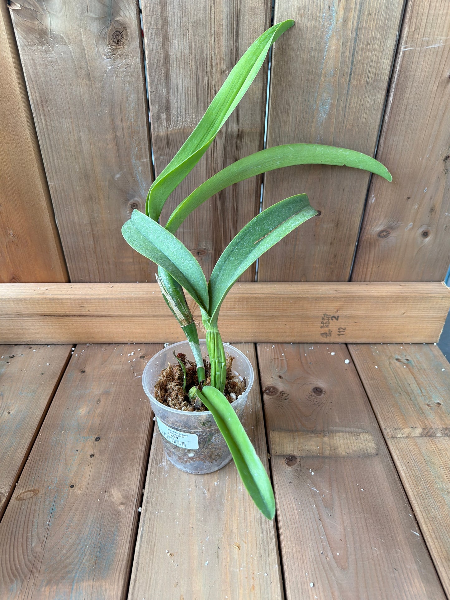 4.5" Laeliocattleya Gualaceo Bicentenario 4N