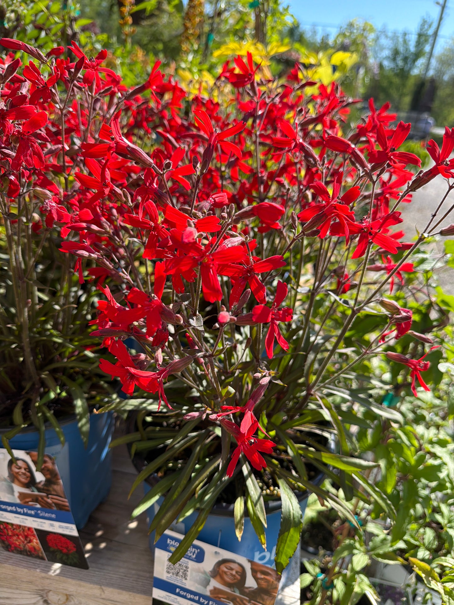 1gal Silene virginica FORGED BY FIRE™  (B.E.)