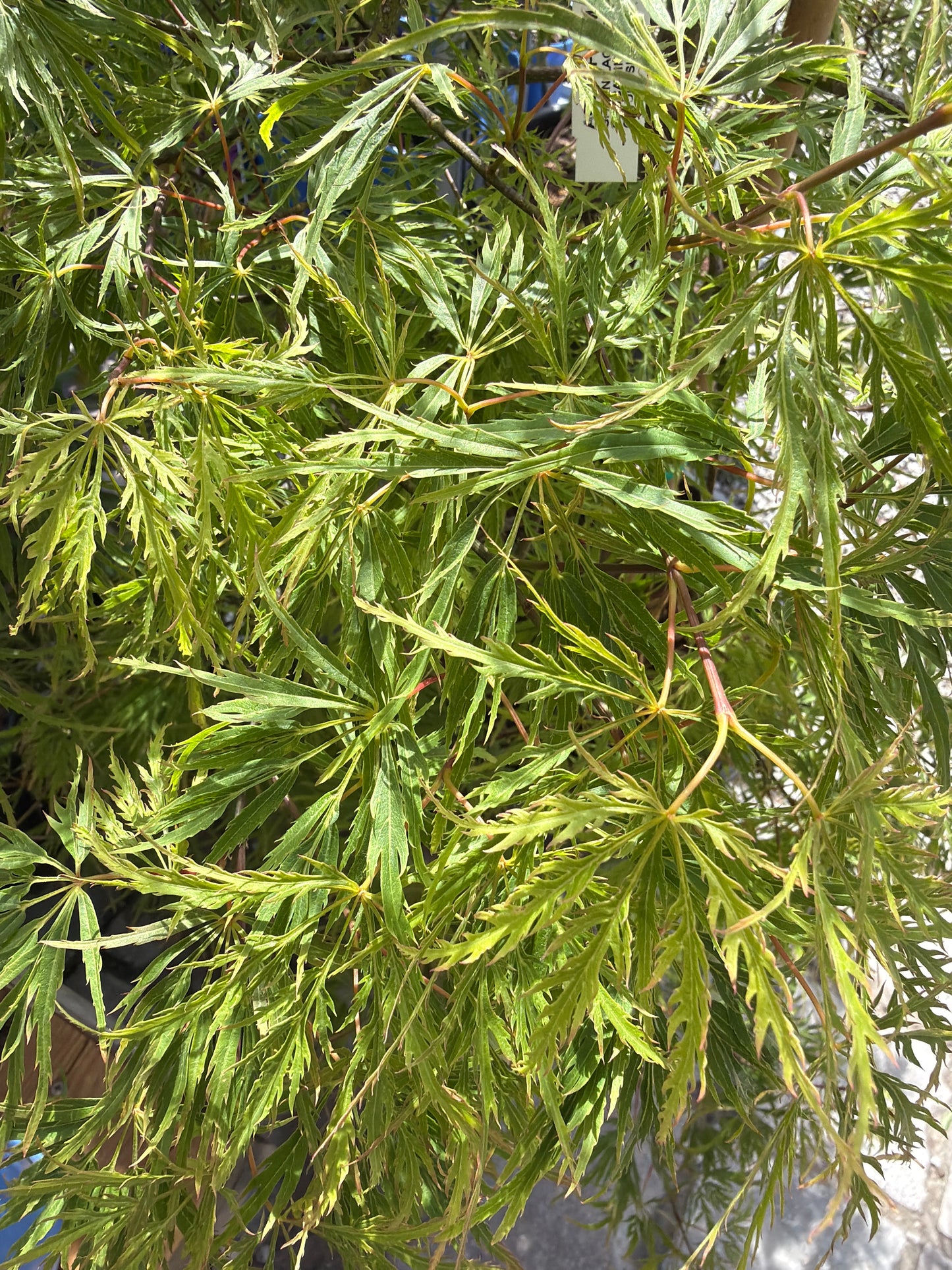 Japanese Maple Waterfall (Cutleaf) 10gal