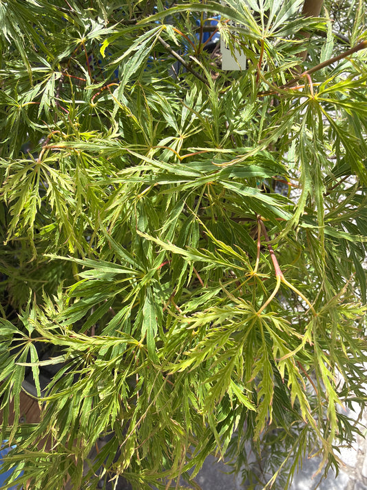 Japanese Maple Waterfall (Cutleaf) 10gal