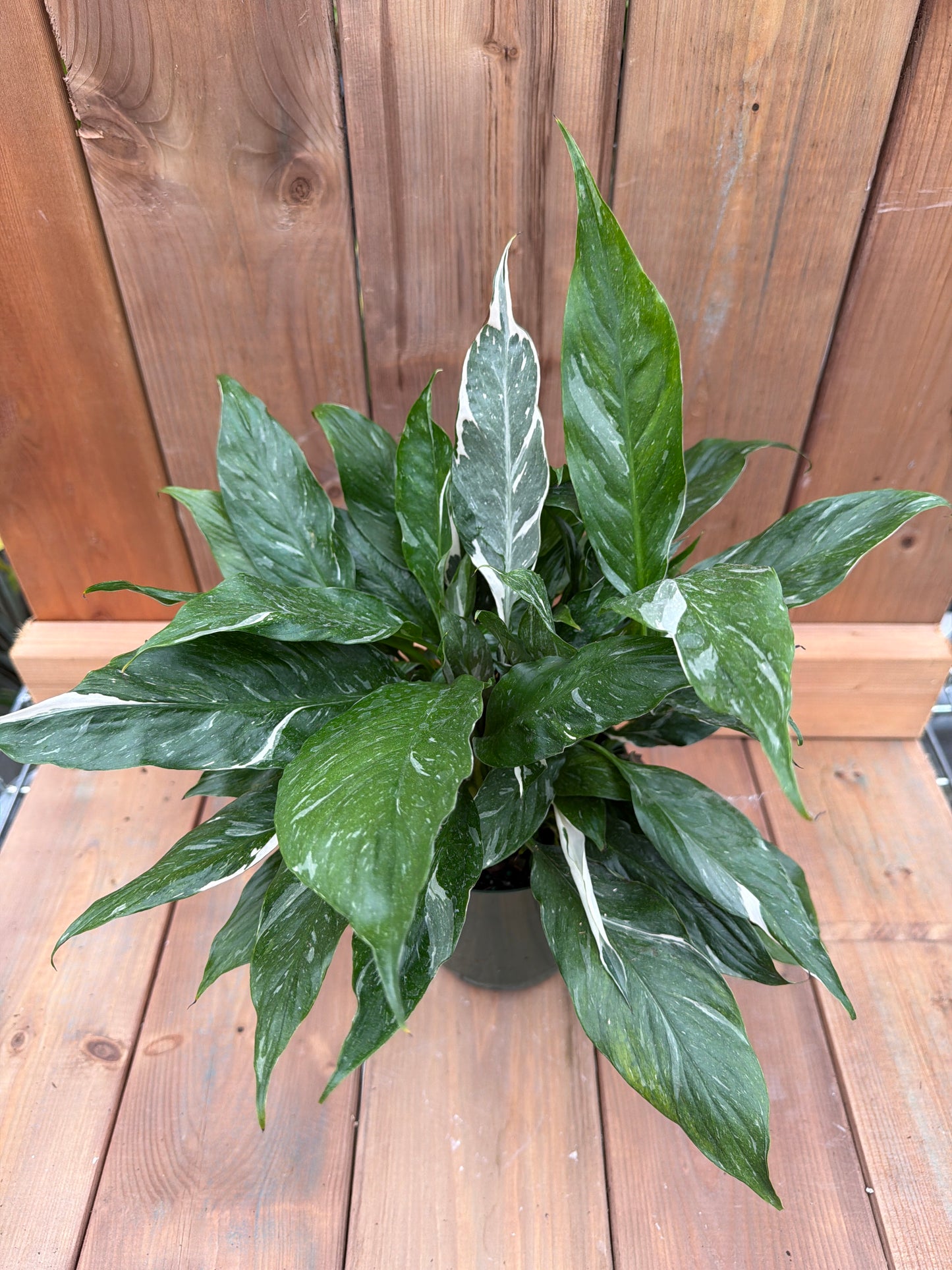 6" Spathiphyllum Domino