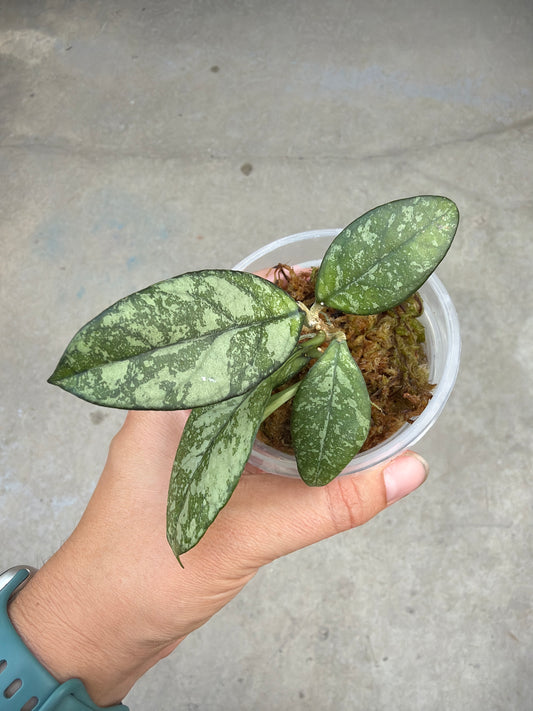 3" Hoya crassipetiolata 'Splash'