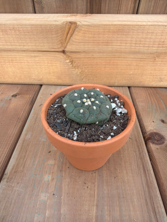 2" Lophophora diffusa