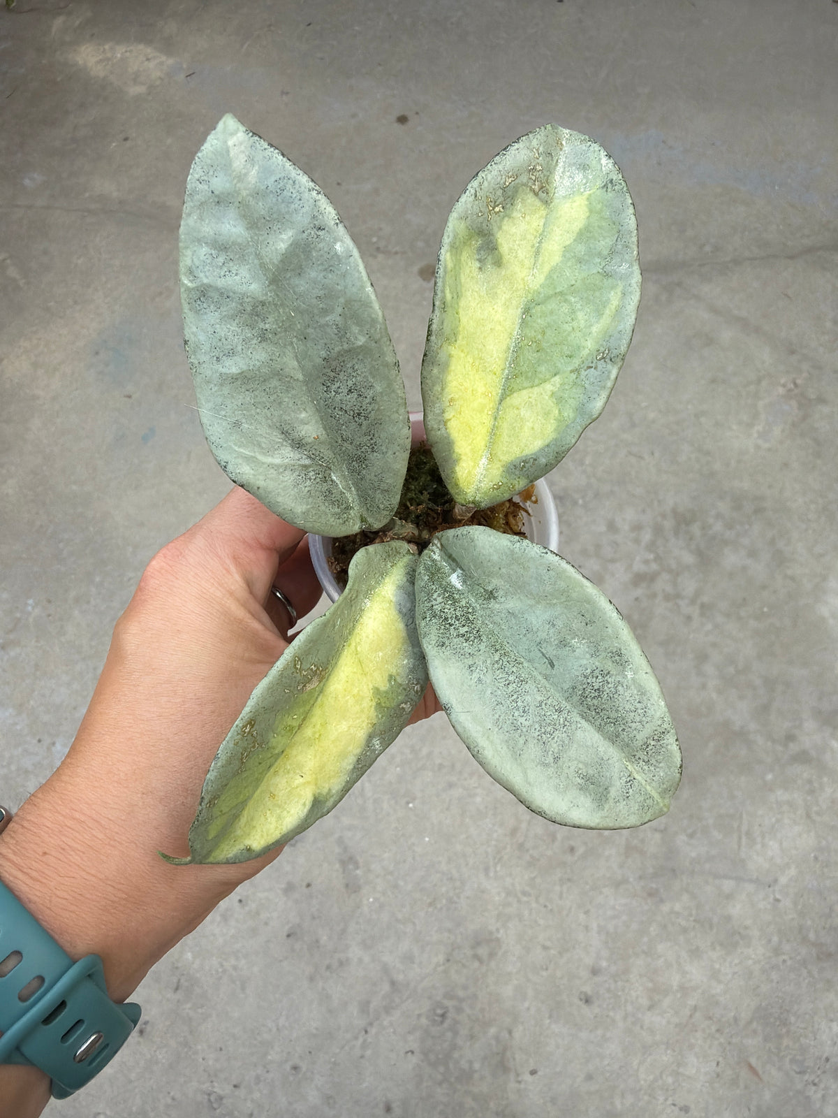 Hoya carnosa 'Argentea Princess' (reverted)