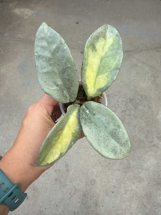 Hoya carnosa 'Argentea Princess' (reverted)