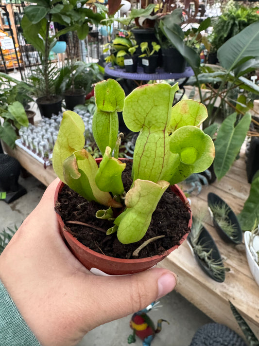 3.25" Sarracenia