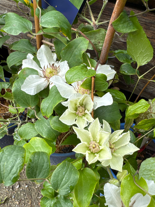 Clematis 'Kitty' RE 1gal