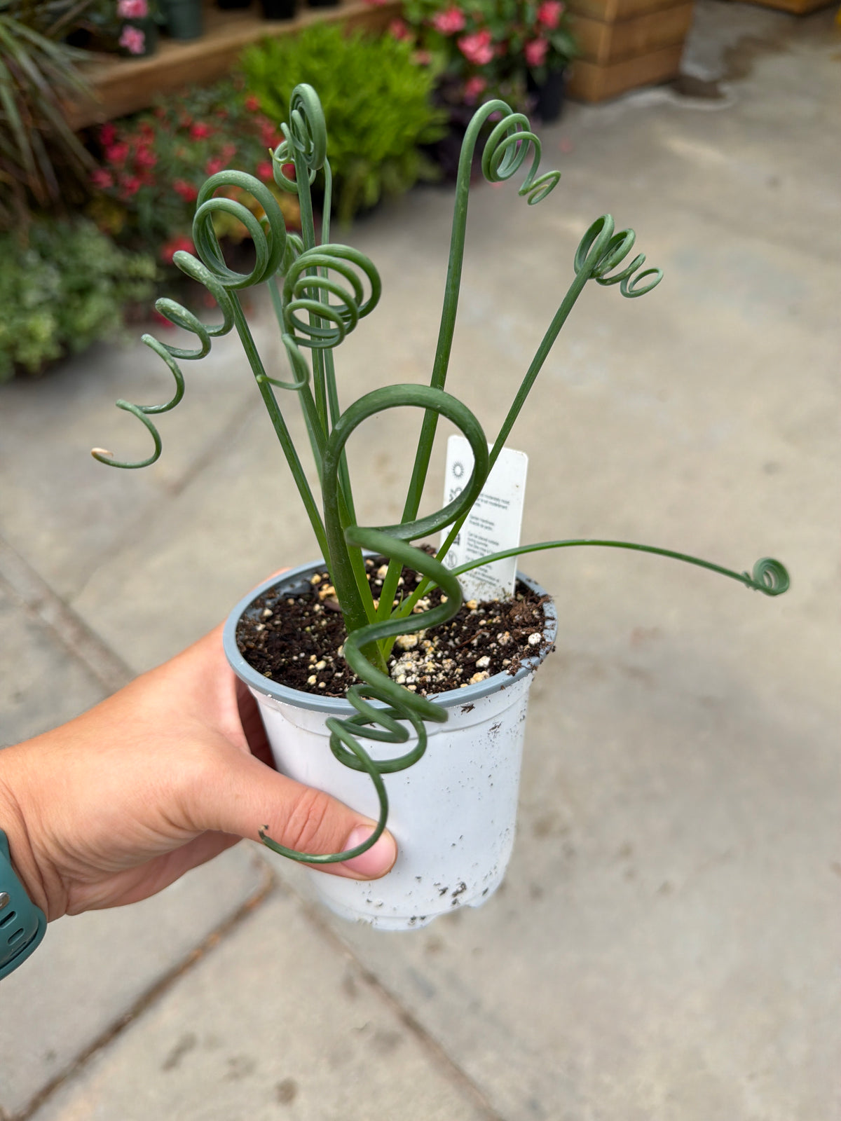 4" Albuca Frizzle Sizzle