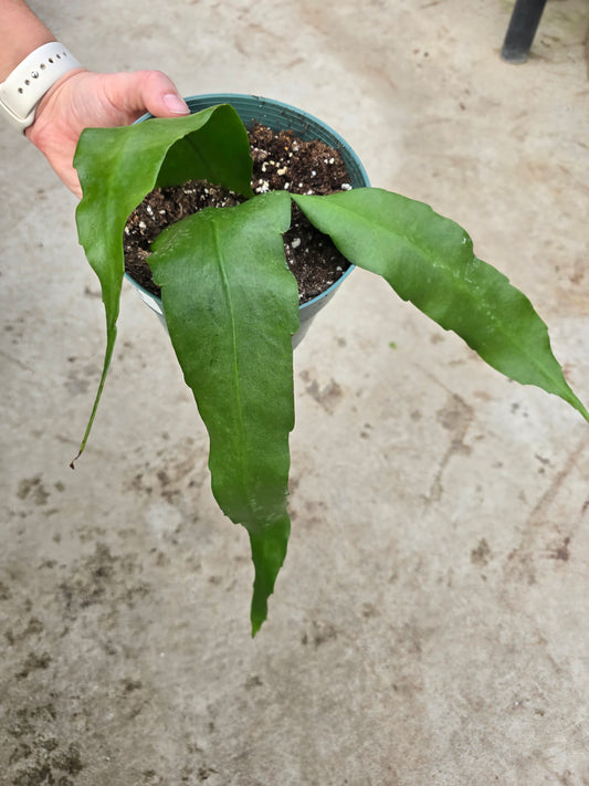 6” Epiphyllum ‘Queen of the Night’