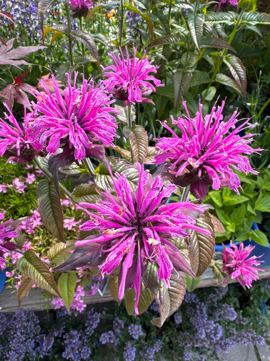 Monarda LAVENDER TAFFETA (PW) 1gal