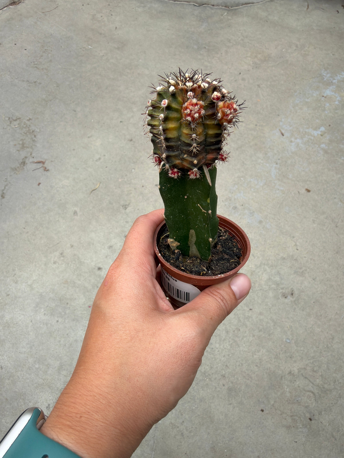 2.25" Moon Cactus (Grafted)